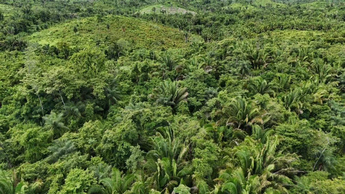 20 Acres in Crique Troso, Mafredi, Toledo District - Photo 3