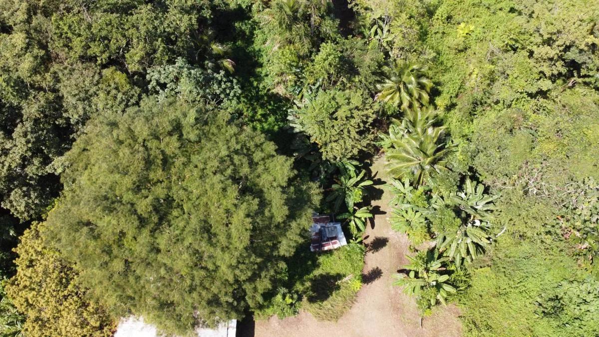 28 acres next to the Maya House of Cacao in Toledo - Photo 6