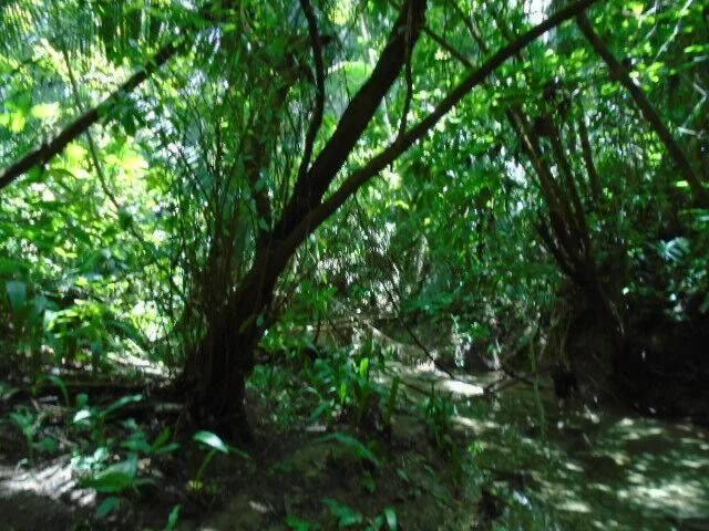 50.15 acres of lush tropical rainforest with hills and creeks,  San Pedro Colum - Photo 7