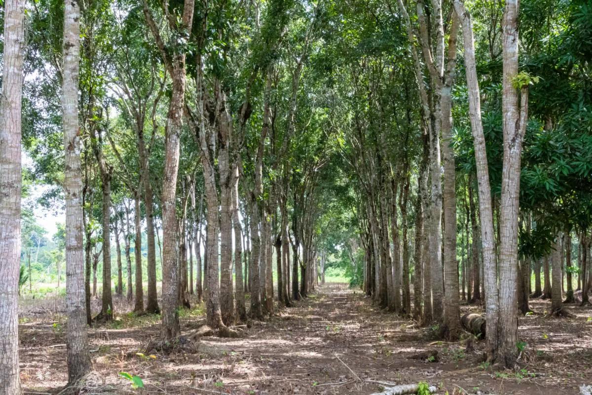 28.5 Acres River Front fully cultivated farm with Mahogany and mixed fruit trees. - Photo 8