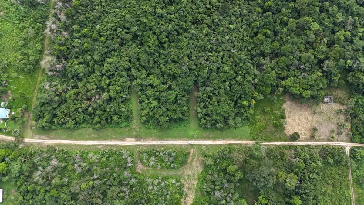 Beautiful 4 parcels high, dry land ready for development in Toledo, Belize - Photo 3
