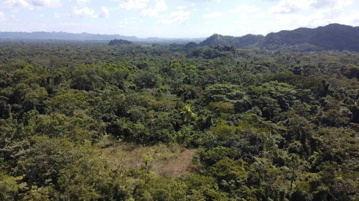 28 acres next to the Maya House of Cacao in Toledo - Photo 8