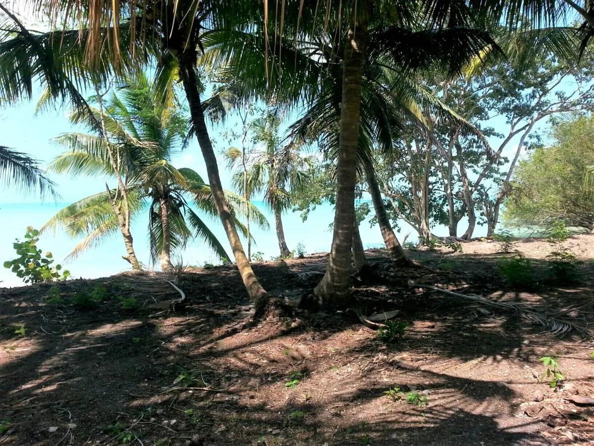 4 SeaFront Lots & 4 Adjacent Back Lots (8 Lots ) Package For Sale in Sarteneja. - Photo 6