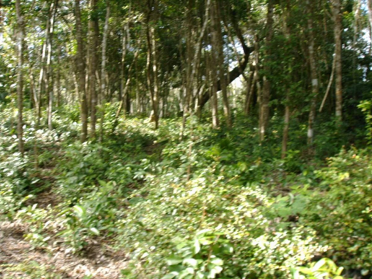 Progresso Heights Lagoon Front Lot - Photo 4