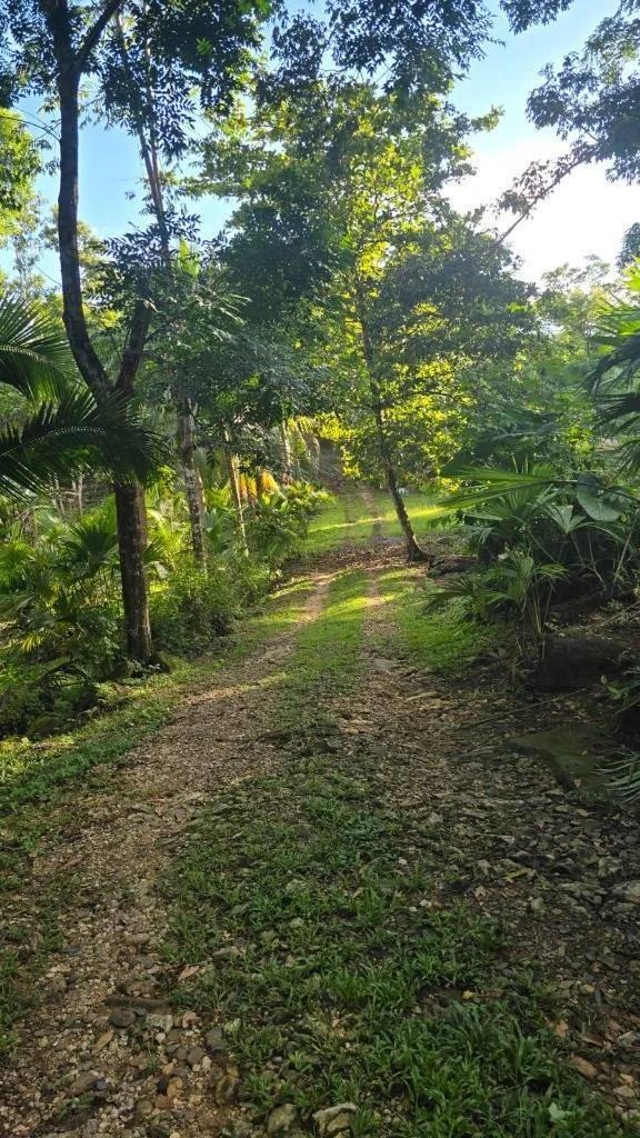 Fantastic 51.42-Acre Farm for Sale – The Farm Inn, Toledo, Belize - Photo 8