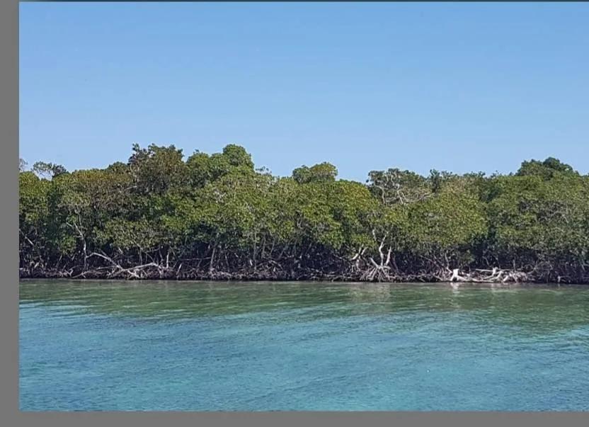 5 acre Island Paradise Middle Long Caye - Photo 4