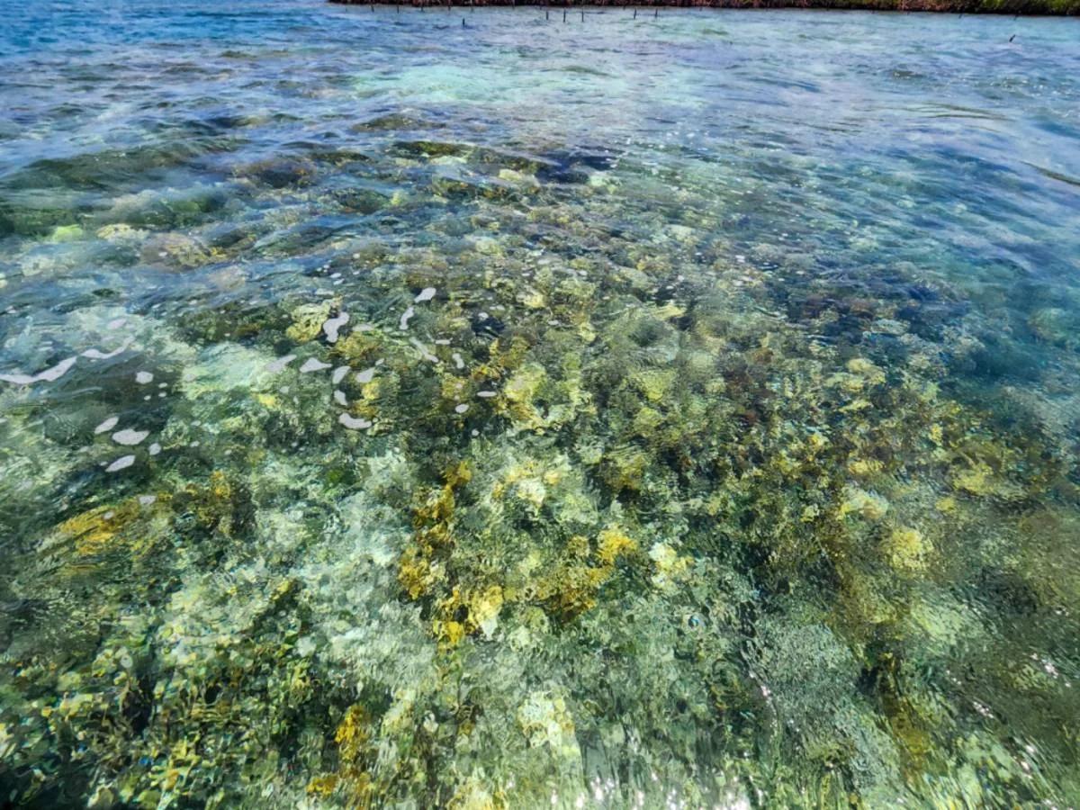 2.025 Acres of Serenity on South Saddle Caye - Photo 7
