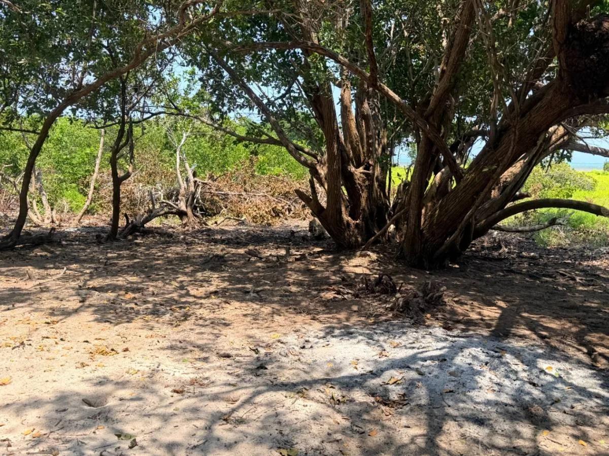 Lush Off-Grid Waterfront Opportunity – North Caye Caulker - Photo 4