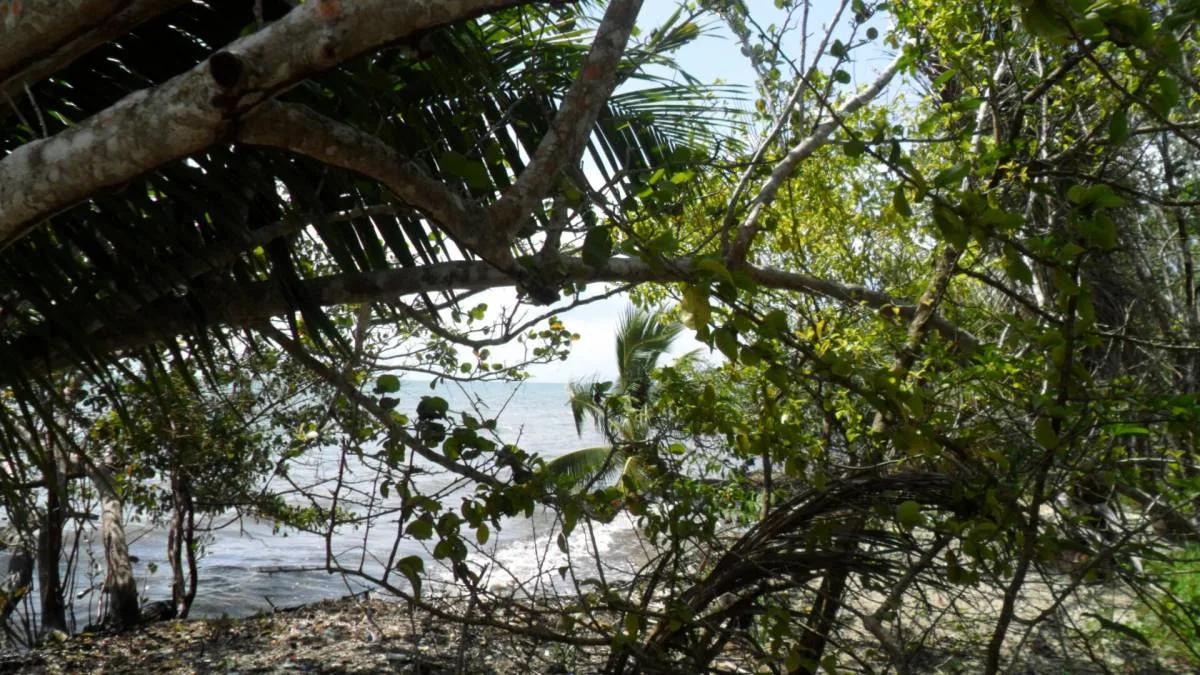 Seventeen plus beautiful acres of land at the mouth of the Moho River and the Caribbean Sea. - Photo 6