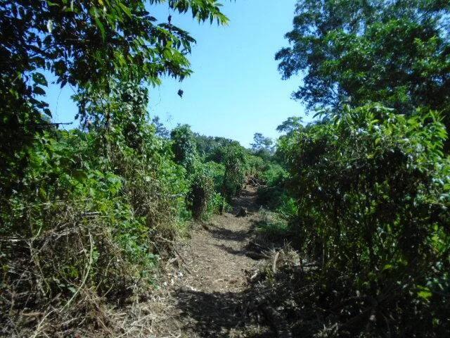 21 elevated acres of pristine forests with 300 plus meters of river frontage. - Photo 4