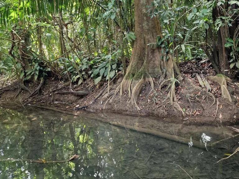Exceptional 14.1 acres along the Mafredi Creek For Sale! - Photo 8