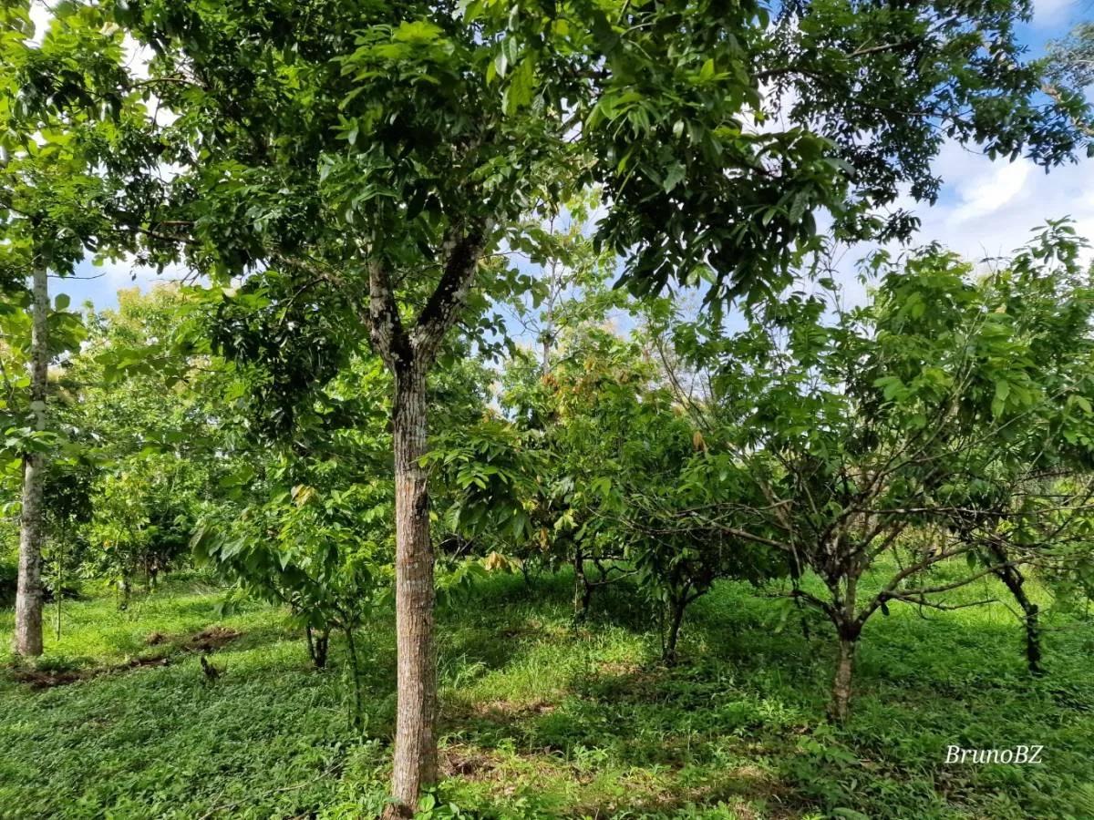 Beautiful, unique Teak and Cacao farm with 299.19 acres in Toledo - Photo 3
