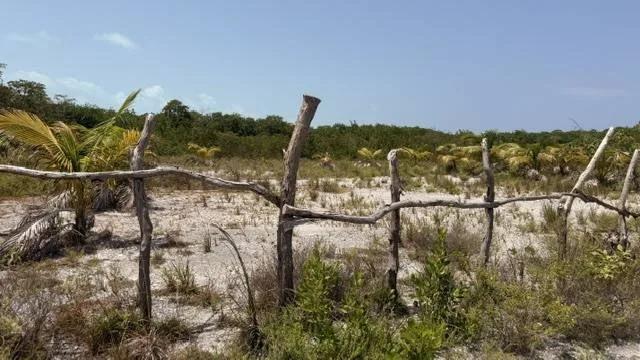 ONE LOT LEFT-Cleared High Lots- -North Island, Caye Caulker - Photo 6