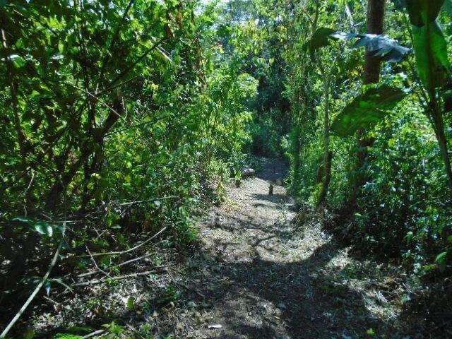 21 elevated acres of pristine forests with 300 plus meters of river frontage. - Photo 7