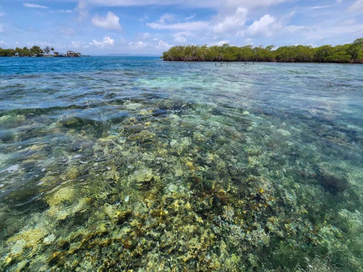 2.025 Acres of Serenity on South Saddle Caye - Photo 6