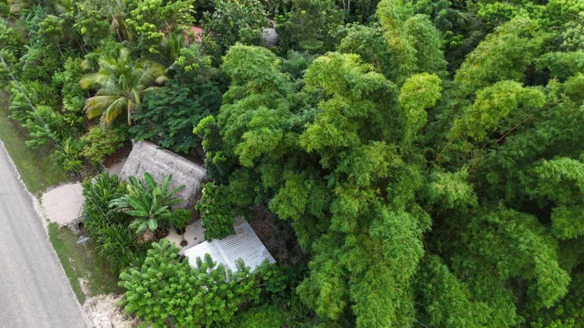 REDUCED! REDUCED! 12.853 Acres of Tropical Retreat Surrounded by Nature - Photo 8