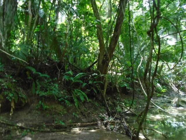 50.15 acres of lush tropical rainforest with hills and creeks,  San Pedro Colum - Photo 4