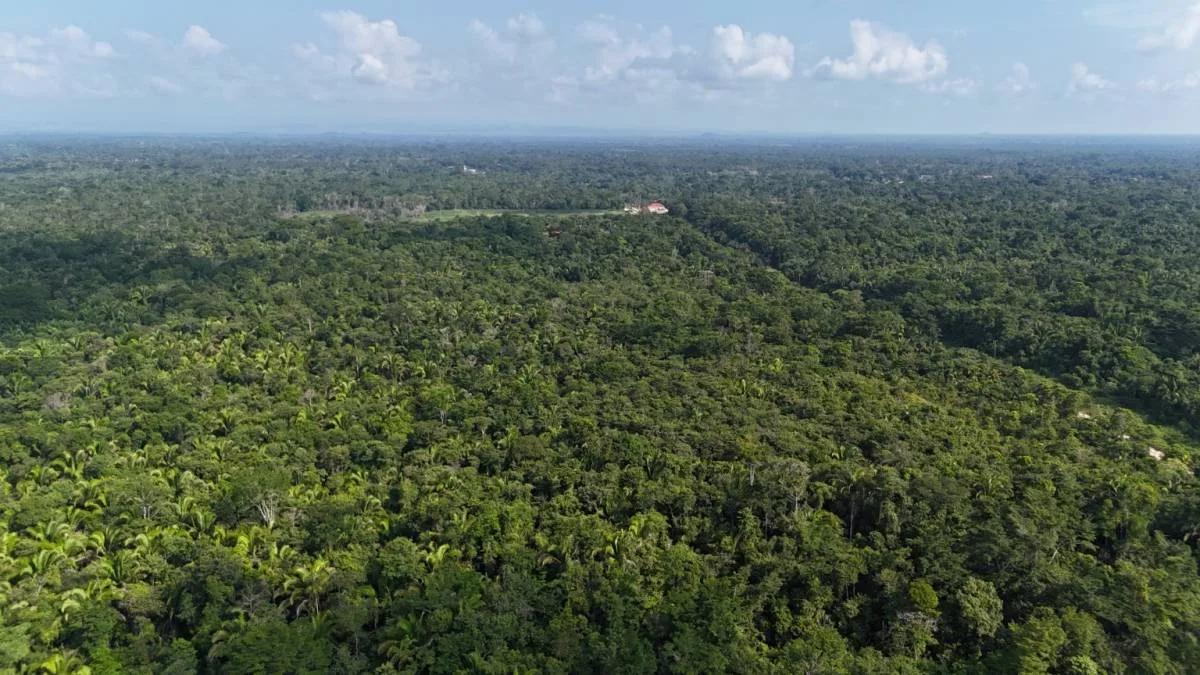 50.463 acres Teak Plantation "Investment Property" in Southern Belize! - Photo 5