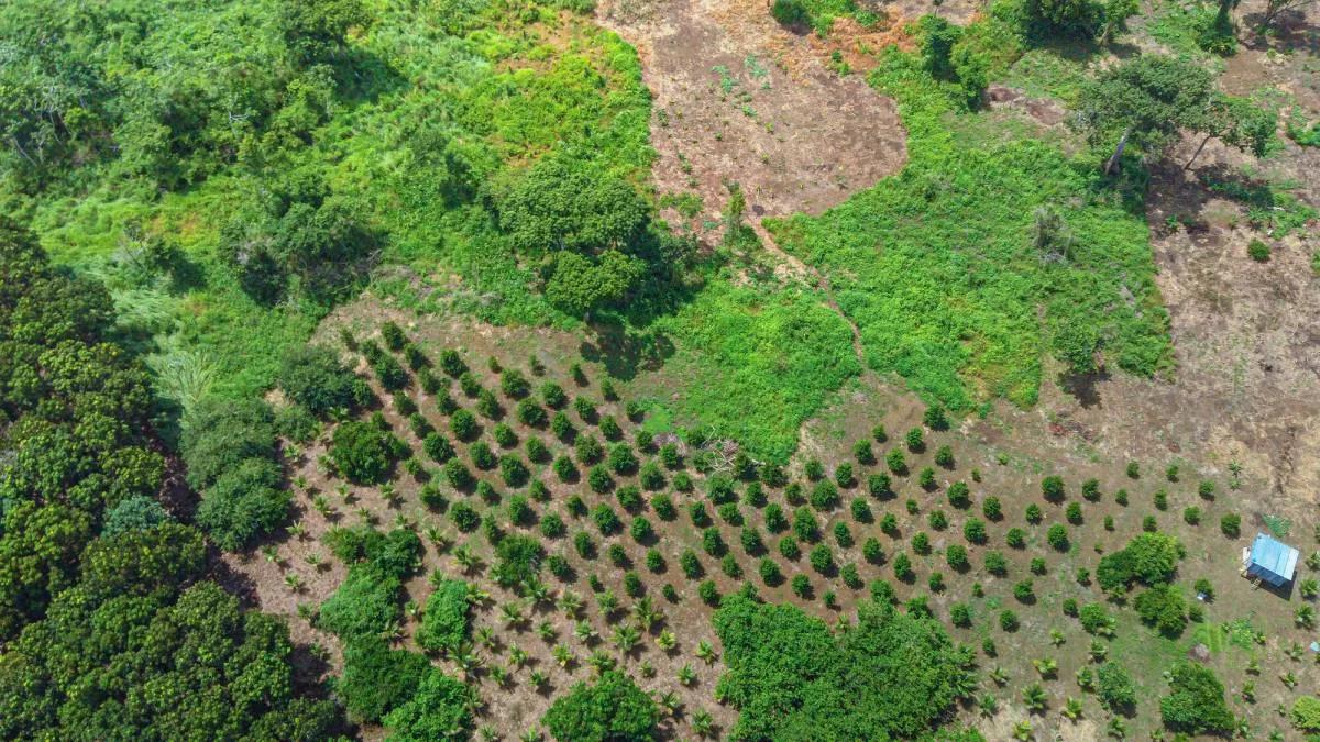 28.5 Acres River Front fully cultivated farm with Mahogany and mixed fruit trees. - Photo 2