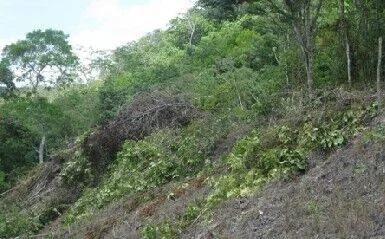 Development Property for sale - Photo 4