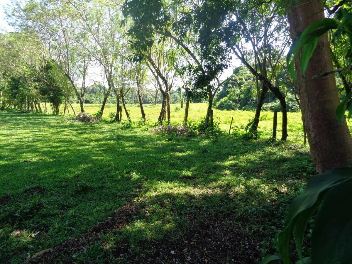 39+ magnificent acres of relatively high, fertile land in a tranquil and pristine setting. - Photo 3