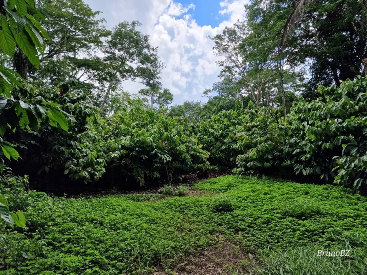 Beautiful, unique Teak and Cacao farm with 299.19 acres in Toledo - Photo 4