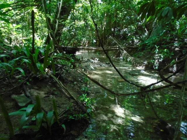 50.15 acres of lush tropical rainforest with hills and creeks,  San Pedro Colum - Photo 6