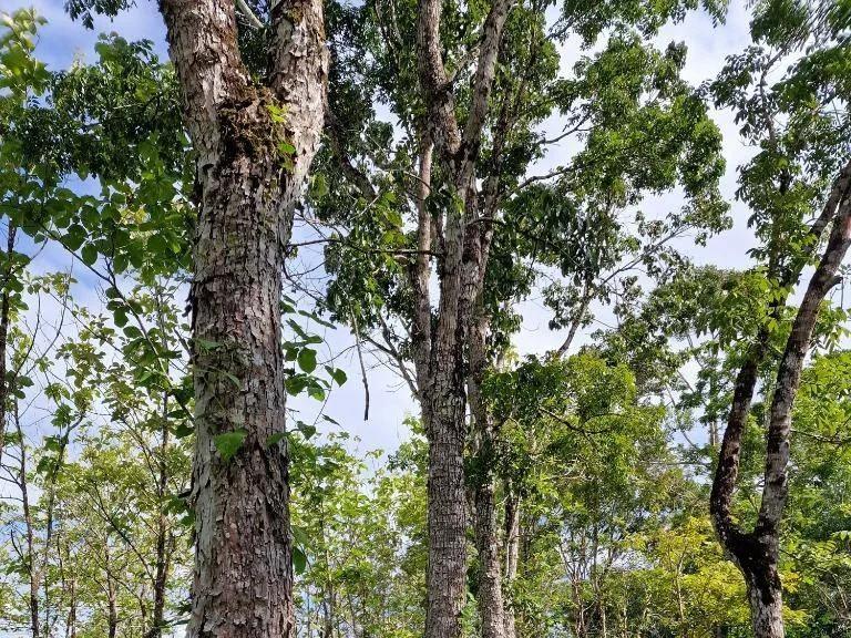 Beautiful, unique Teak and Cacao farm with 299.19 acres in Toledo - Photo 7