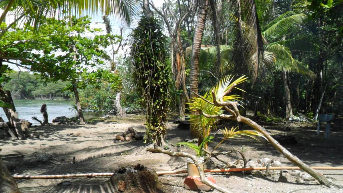 Seventeen plus beautiful acres of land at the mouth of the Moho River and the Caribbean Sea. - Photo 8
