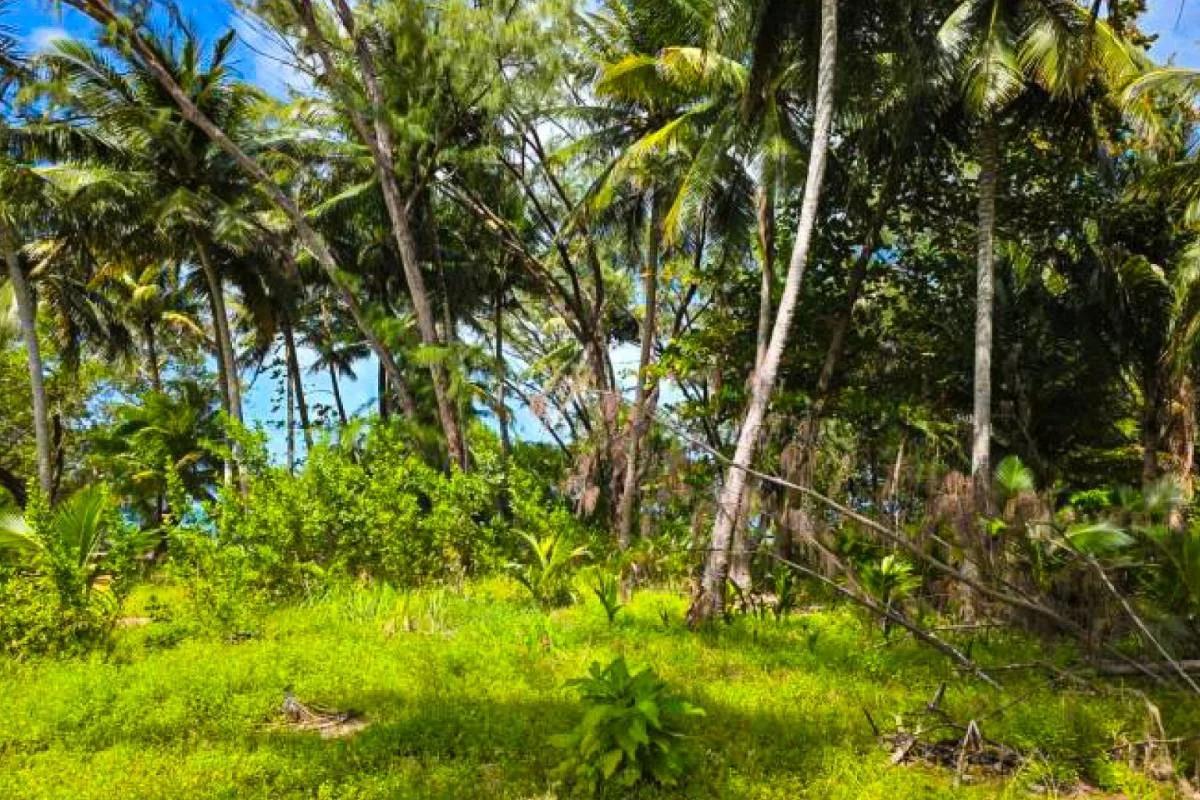 1.4-Acre Private Island for Sale | Buttonwood Caye, Placencia, Belize - Photo 8