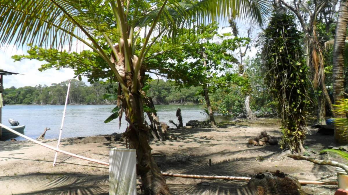 Seventeen plus beautiful acres of land at the mouth of the Moho River and the Caribbean Sea. - Photo 7