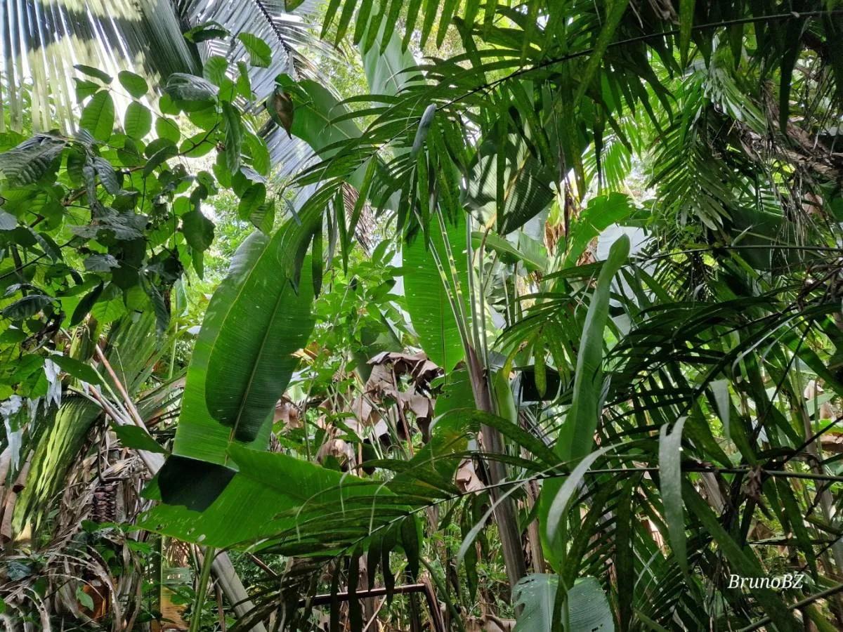 Exceptional 14.1 acres along the Mafredi Creek For Sale! - Photo 4