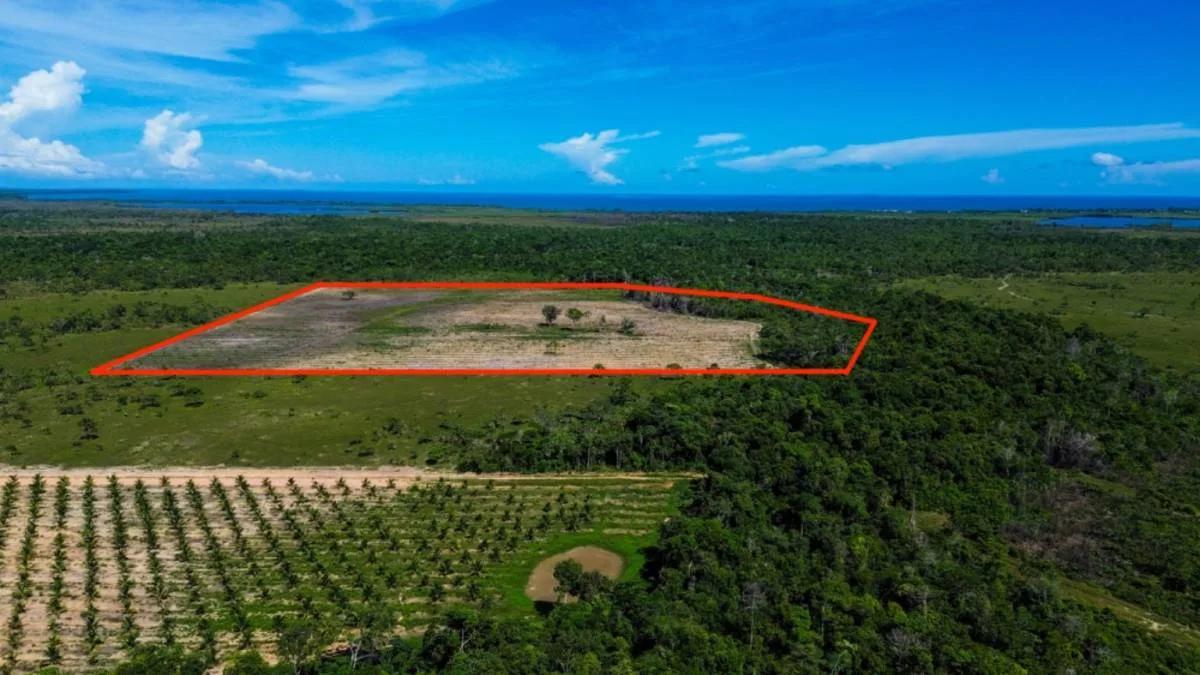 Coconut Farm Paradise – Turnkey Farming Opportunity - Photo 4