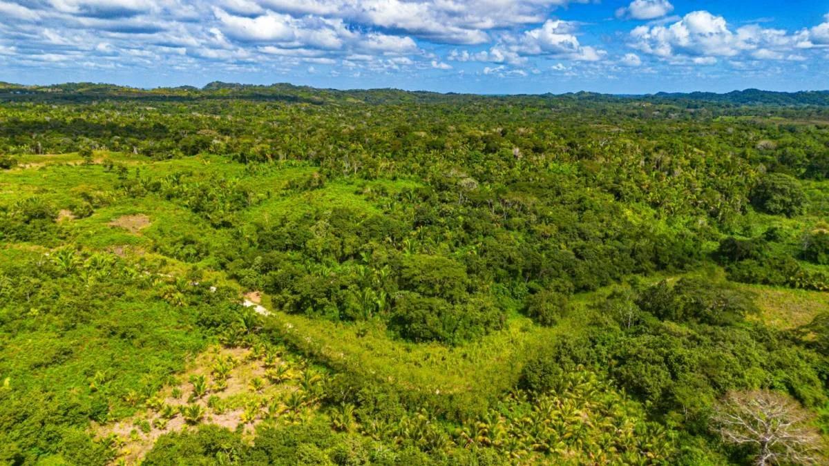 Tea Kettle Village | 230-Acre Riverfront Investment Estate in Belize - Photo 8