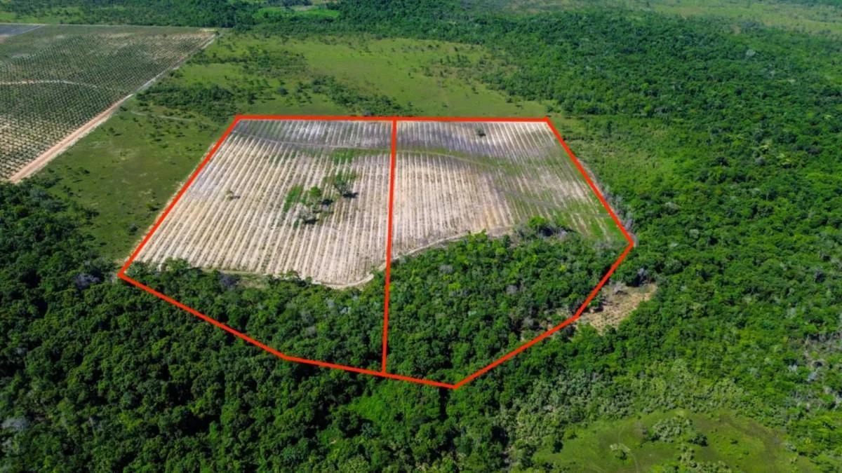 Coconut Farm Paradise – Turnkey Farming Opportunity - Photo 7