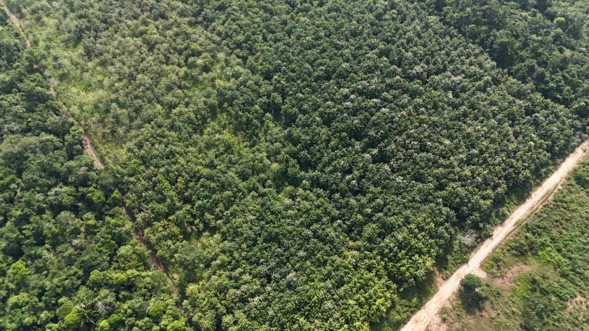 50.463 acres Teak Plantation "Investment Property" in Southern Belize! - Photo 6