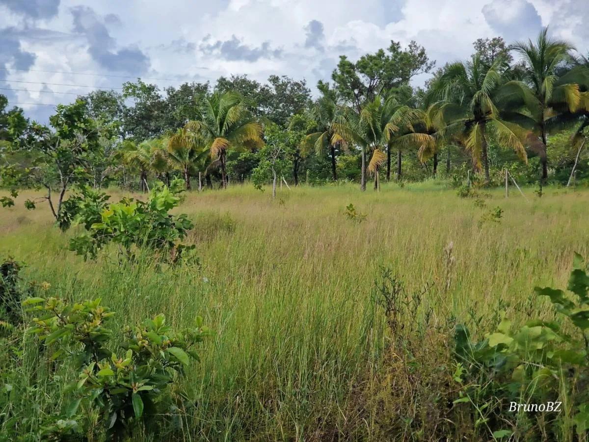 1 acre investment property in Bella Vista (Toledo) For Sale! - Photo 5
