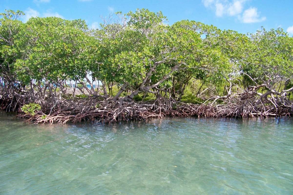 Secluded Private Island – Sand Fly Caye - Photo 3