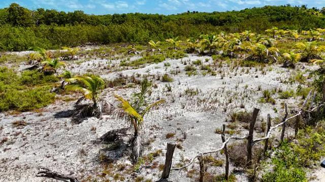 ONE LOT LEFT-Cleared High Lots- -North Island, Caye Caulker - Photo 4