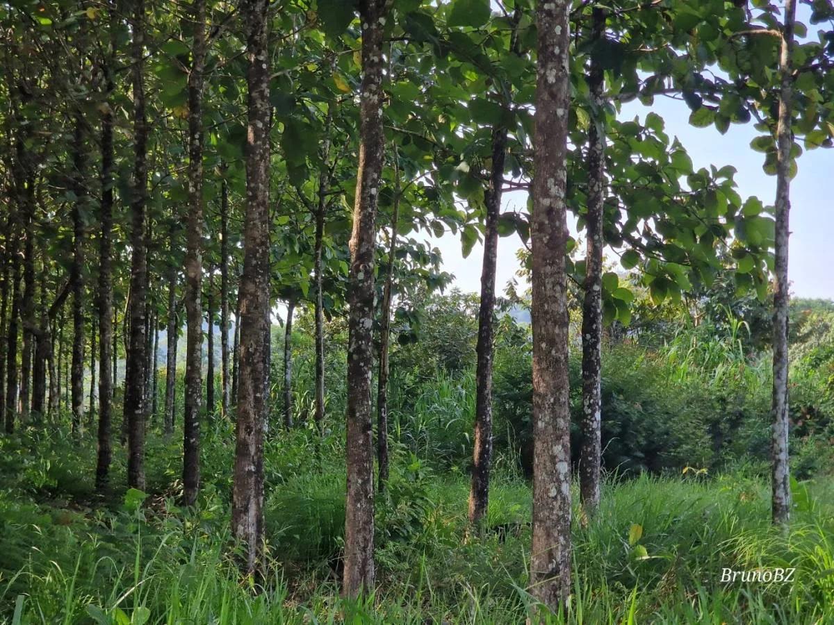 50.463 acres Teak Plantation "Investment Property" in Southern Belize!