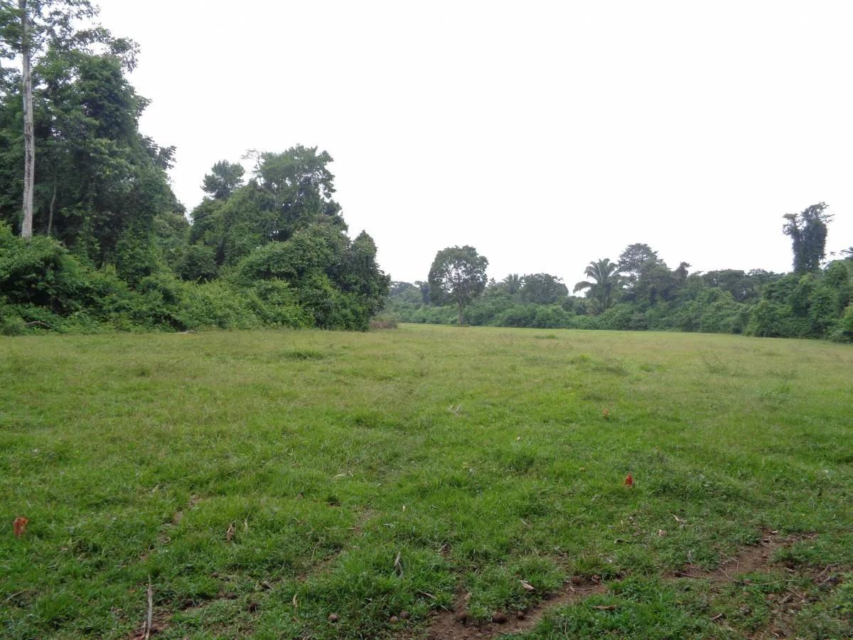 39+ magnificent acres of relatively high, fertile land in a tranquil and pristine setting. - Photo 8