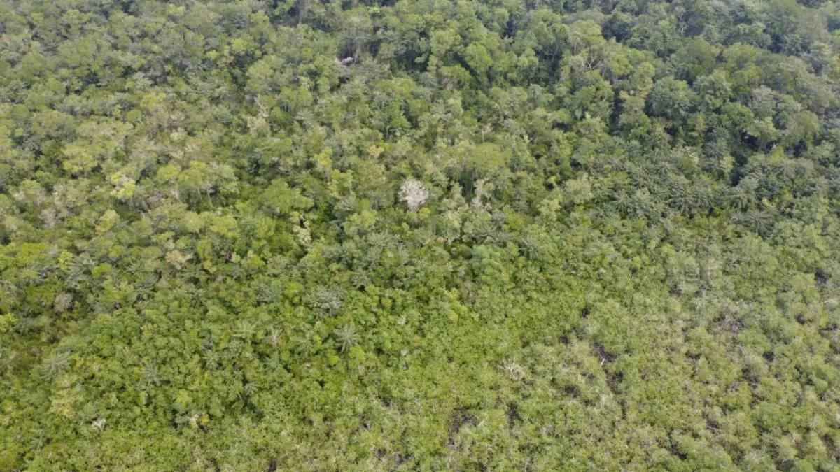 "Prime Riverside Majesty: 50 Acres of Untouched land in the Moho River, Toledo District" - Photo 5