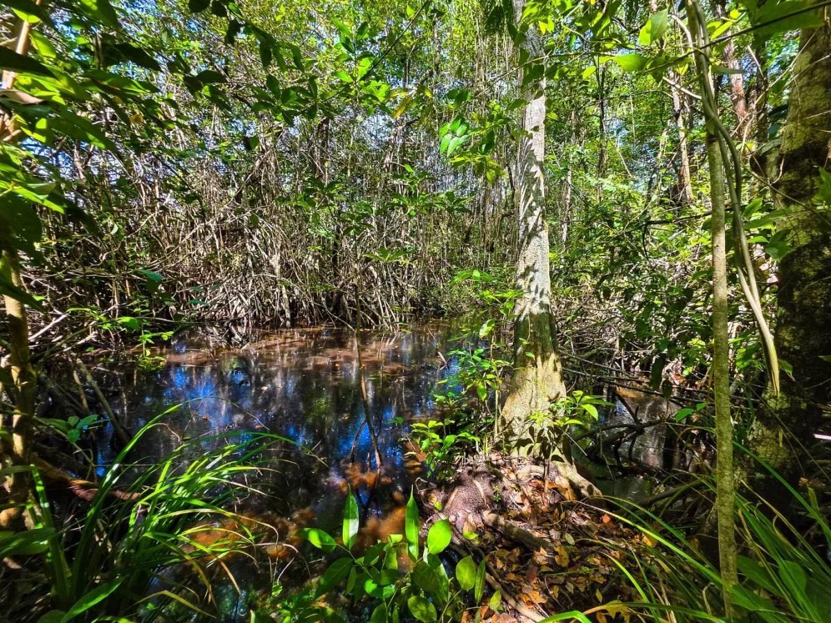 5.11 Acres of Beachfront Paradise in Commerce Bight - Photo 8