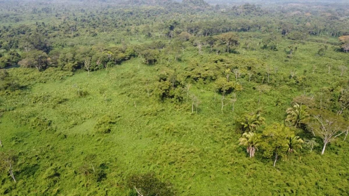 "Riverside Tranquility: 30.119 Acres of Pristine Paradise near San Felipe Village, Toledo" - Photo 3