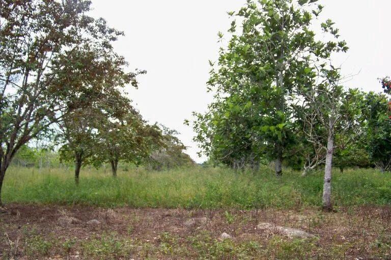 50 Acre Farm located in the village of Frank’s Eddy. - Photo 7
