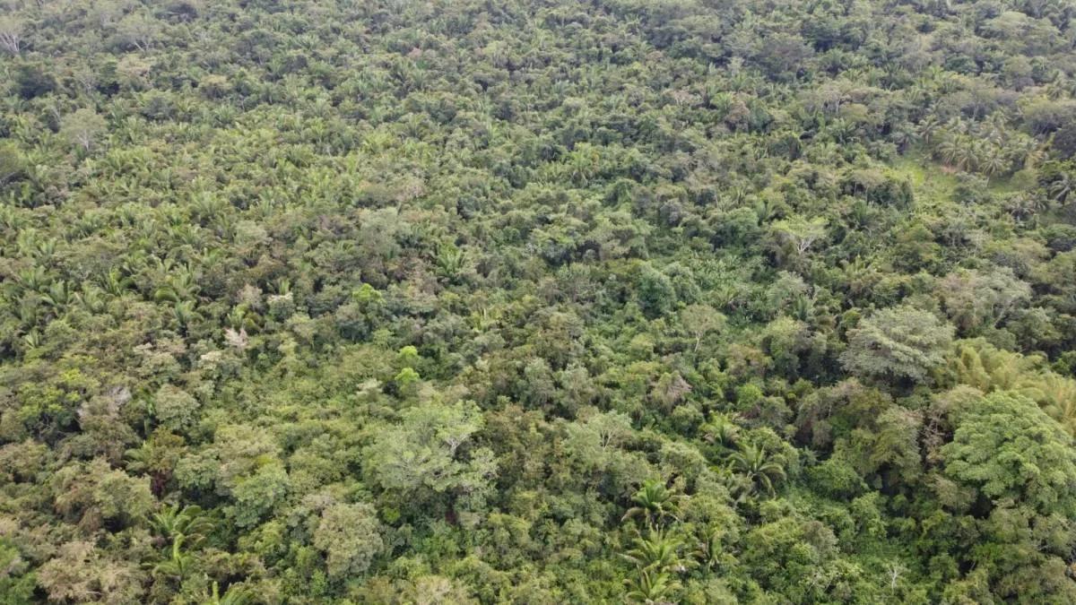 Gorgeous 93 acres, prime location in Crique Troso/Mafredi FOR SALE! - Photo 8