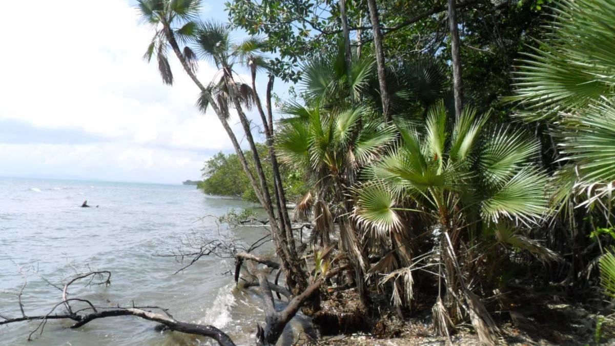 Seventeen plus beautiful acres of land at the mouth of the Moho River and the Caribbean Sea. - Photo 3