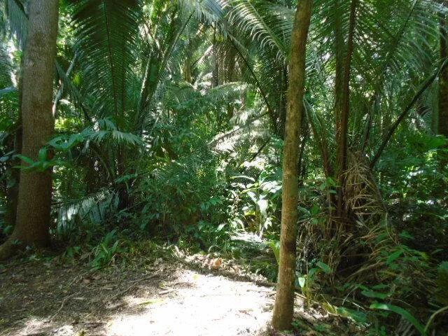 50.15 acres of lush tropical rainforest with hills and creeks,  San Pedro Colum - Photo 3