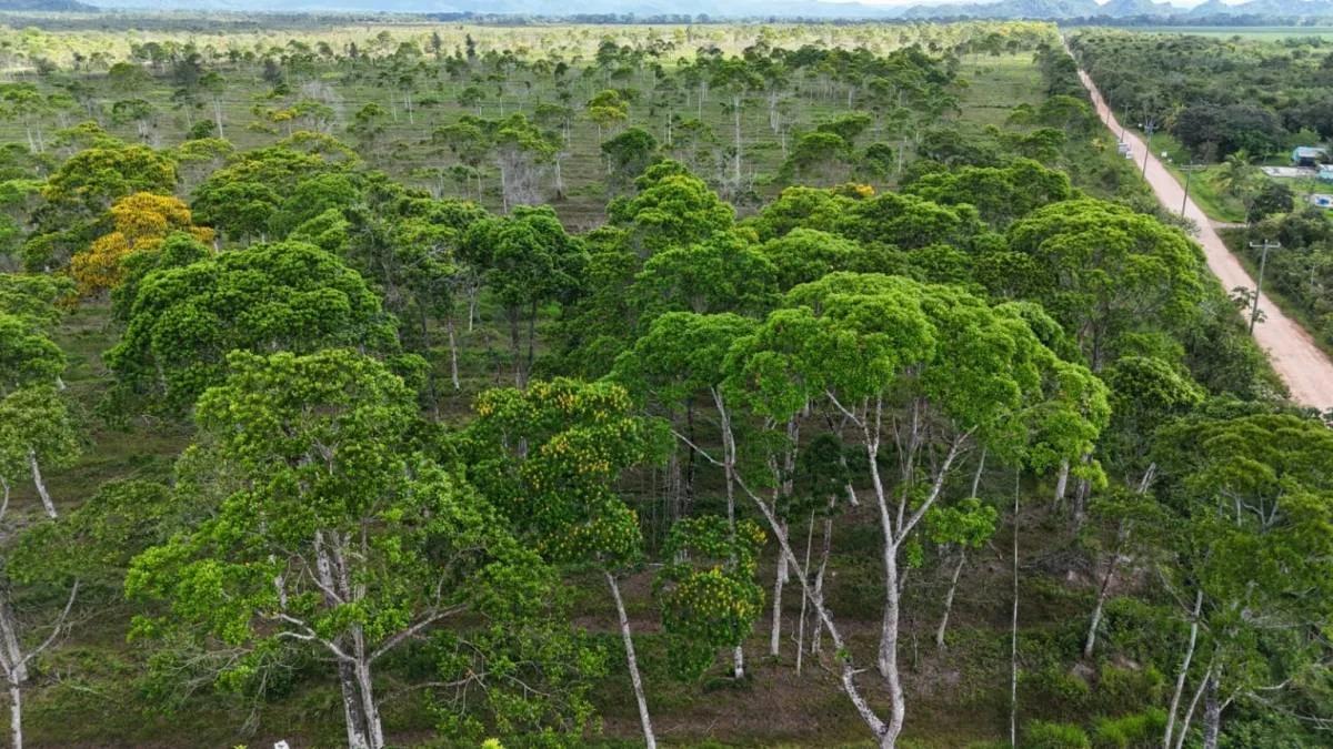 383 Acres of Agricultural & Investment Potential – Bladen, Belize - Photo 3