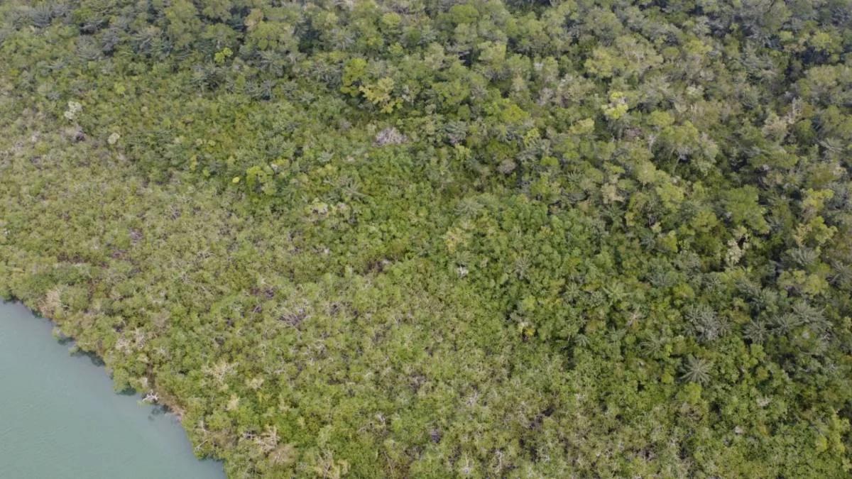 "Prime Riverside Majesty: 50 Acres of Untouched land in the Moho River, Toledo District" - Photo 4